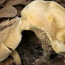 Cantharellus ferruginascens (pieprznik rdzewiejący)