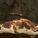 Ganoderma australe (lakownica europejska)