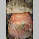 Rubroboletus legaliae (krwistoborowik lubczykowy)