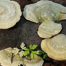 Trametes hirsuta (wrośniak szorstki)