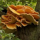 Laetiporus sulphureus (żółciakiem siarkowym)