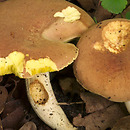 Xerocomus ferrugineus (podgrzybek grubosiatkowany)