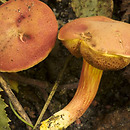 Hortiboletus rubellus (parkogrzybek czerwonawy)