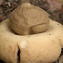 Geastrum fimbriatum (gwiazdosz frędzelkowany)