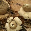 Geastrum (gwiazdosz)