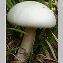 Agaricus arvensis (pieczarka biaława)