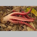 Clathrus archeri (okratek australijski)