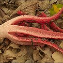 Clathrus (okratek)