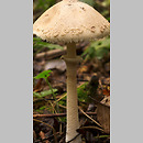 Macrolepiota mastoidea (czubajka sutkowata)