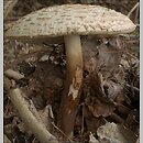 Chlorophyllum brunneum (czubajnik ogrodowy)