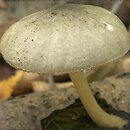 Pluteus salicinus (drobnołuszczak zielonawoszary)