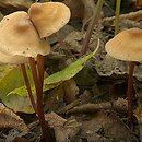 Marasmius cohaerens (twardzioszek ciemnotrzonowy)