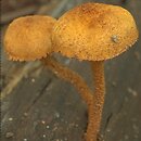 Pholiota tuberculosa (łuskwiak gruzełkowany)