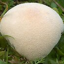 Lycoperdon pratense (purchaweczka spłaszczona)