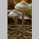 Tephrocybe rancida (popielatek mącznorzodkwiowy)