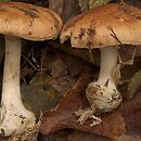 Leucocortinarius bulbiger (białozasłonak bulwiasty)