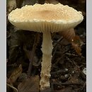 Lepiota clypeolaria (czubajeczka tarczowata)