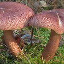 Tricholomopsis rutilans (rycerzyk czerwonozłoty)