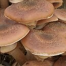 Armillaria ostoyae (opieńka ciemna)