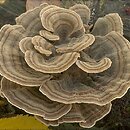 Trametes (wrośniak)