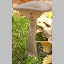 Pseudoclitocybe cyathiformis (lejkownik kubkowatokapeluszowy)