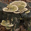 Trametes gibbosa (wrośniak garbaty)