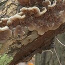 Auricularia mesenterica (uszak skórnikowaty)