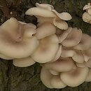 Pleurotus pulmonarius (boczniak łyżkowaty)