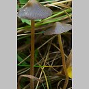 Psilocybe (łysiczka)