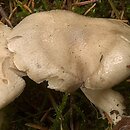 Hygrophorus agathosmus (wodnicha pachnąca)