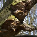 Phellinus tuberculosus (czyreń śliwowy)