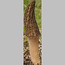 Morchella elata (smardz wyniosły)