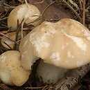 Calocybe gambosa (gęśnica wiosenna)