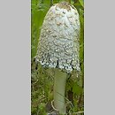 Coprinus (czernidłak)