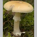 Amanita gemmata (muchomor narcyzowy)