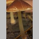 Pluteus podospileus f. minutissimus