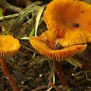 Lactarius omphaliformis (mleczaj pępówkowy)