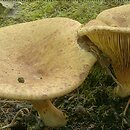 Paxillus rubicundulus (krowiak olszowy)