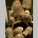 Coprinopsis strossmayeri