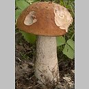 Leccinum (koźlarz)