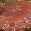 Ganoderma carnosum (lakownica brązowoczarna)