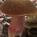 Neoboletus luridiformis (krasnoborowik ceglastopory)