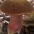 Neoboletus (krasnoborowik)