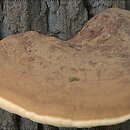 Ganoderma resinaceum (lakownica jasnomiąższowa)