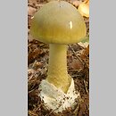 Amanita phalloides (muchomor zielonawy)