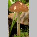 Pluteus nanus (drobnołuszczak malutki)