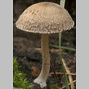 Psathyrella pennata (kruchaweczka wypaleniskowa)