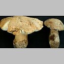 Gyroporus cyanescens (piaskowiec modrzak)