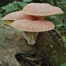 Rhodotus palmatus (żyłkowiec różowawy)