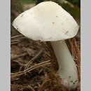 Pluteus pellitus (drobnołuszczak białokremowy)